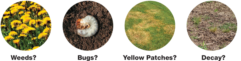 WeedsBugsYellowDecay